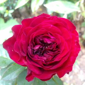 Floribunda ruže - Ruža - Mona Lisa® - 